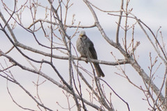 Hypsipetes amaurotis