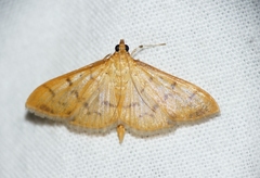 Patania balteata