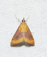 Pyrausta castalis
