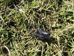 Xylocopa iris