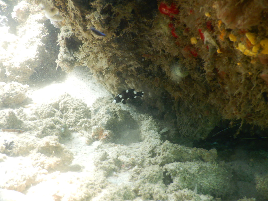 Axilspot hogfish