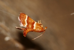 Stemmatophora combustalis