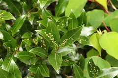 Cinnamomum virens