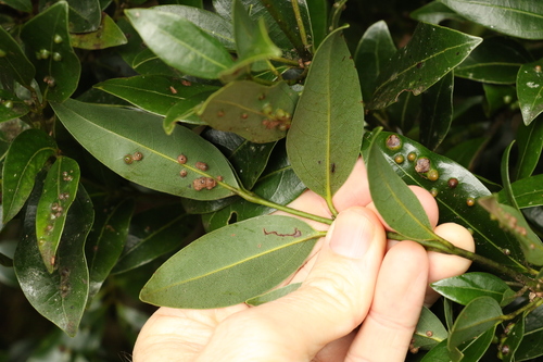 Image of Cinnamomum virens by (c) Greg Tasney, some rights reserved (CC BY-SA)