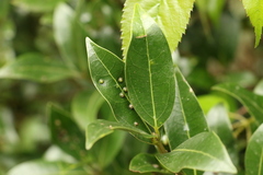 Cinnamomum virens