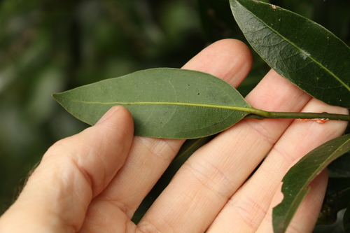 Image of Cinnamomum virens by (c) Greg Tasney, some rights reserved (CC BY-SA)