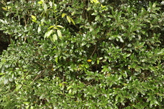 Cinnamomum virens