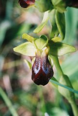 Ophrys fusca funerea