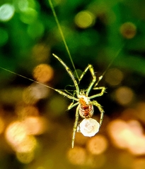Theridion zonulatum