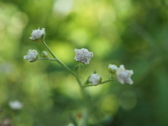 Parthenium hysterophorus image