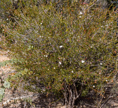Chamelaucium ciliatum