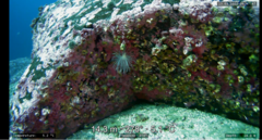 Protanthea simplex