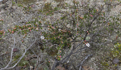 Chamelaucium ciliatum