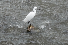 Egretta garzetta