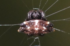 Thelacantha