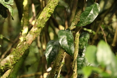 Aristolochia laheyana