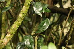 Aristolochia laheyana