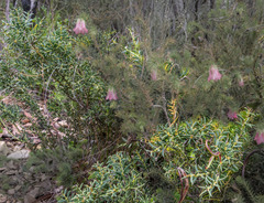 Acacia baxteri