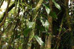 Aristolochia laheyana