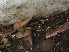 Arthropoda