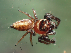 Opisthoncus mandibularis