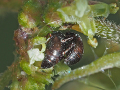 Brachypterus urticae