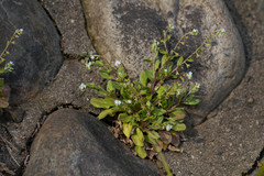 Trigonotis peduncularis