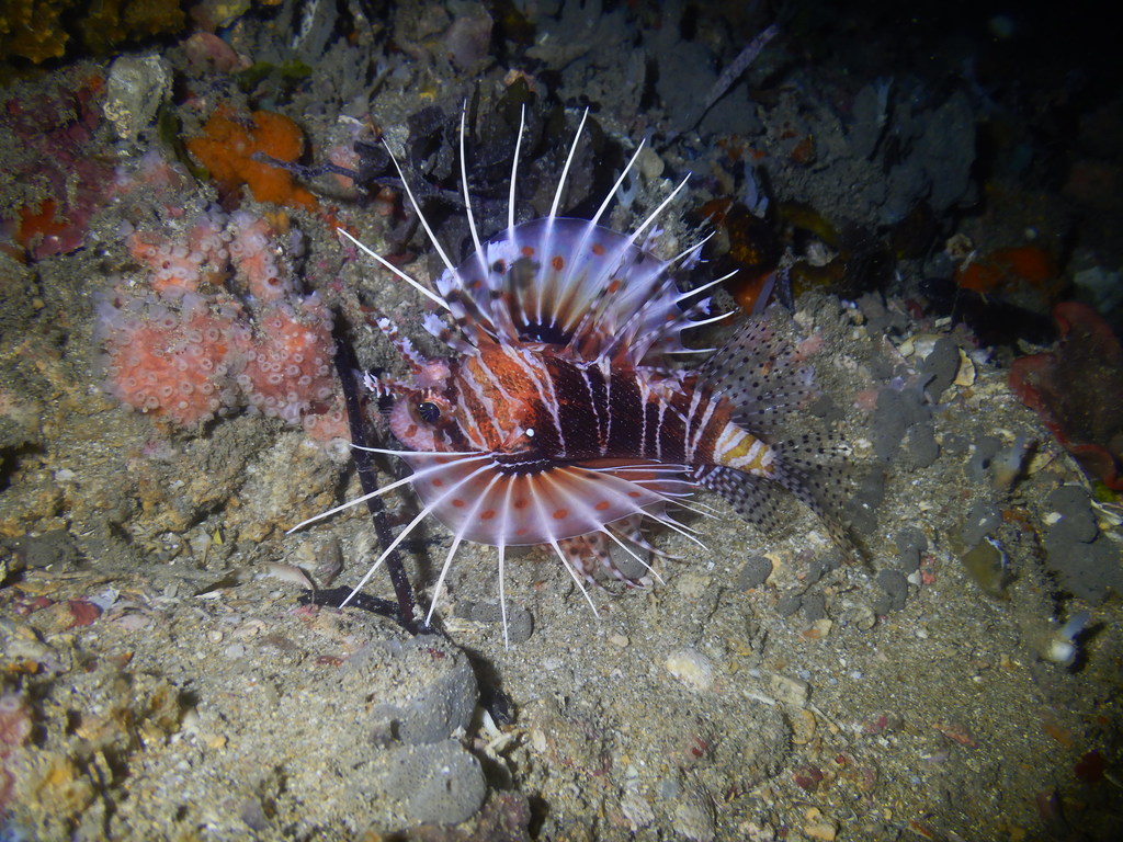 Mombasa lionfish (Pterois mombasae) — Scorpaenidae