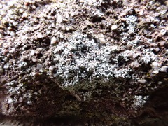 Diplotomma alboatrum