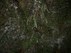 Notogrammitis ciliata