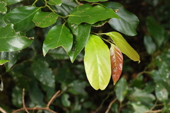 Cryptocarya erythroxylon