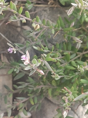 Polygala rupestris