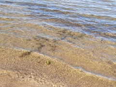 Hygrophila lacustris