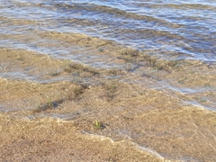 Hygrophila lacustris