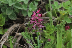 Fumaria densiflora