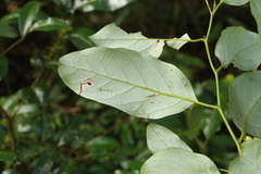 Cryptocarya erythroxylon