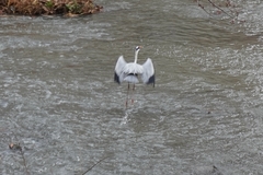 Ardea cinerea