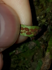 Notogrammitis ciliata