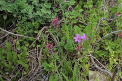 Fumaria densiflora