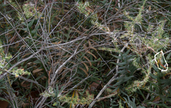 Acacia chrysocephala