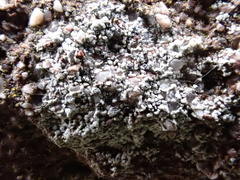 Diplotomma alboatrum