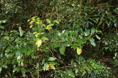 Cryptocarya erythroxylon