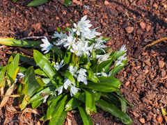 Scilla mischtschenkoana