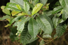 Quintinia verdonii