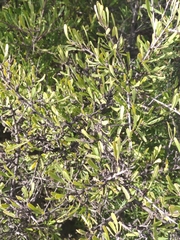 Rhamnus lycioides
