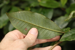 Quintinia verdonii