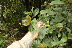 Quintinia verdonii