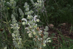 Salvia dominica