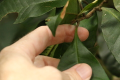 Quintinia verdonii