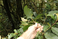 Quintinia verdonii